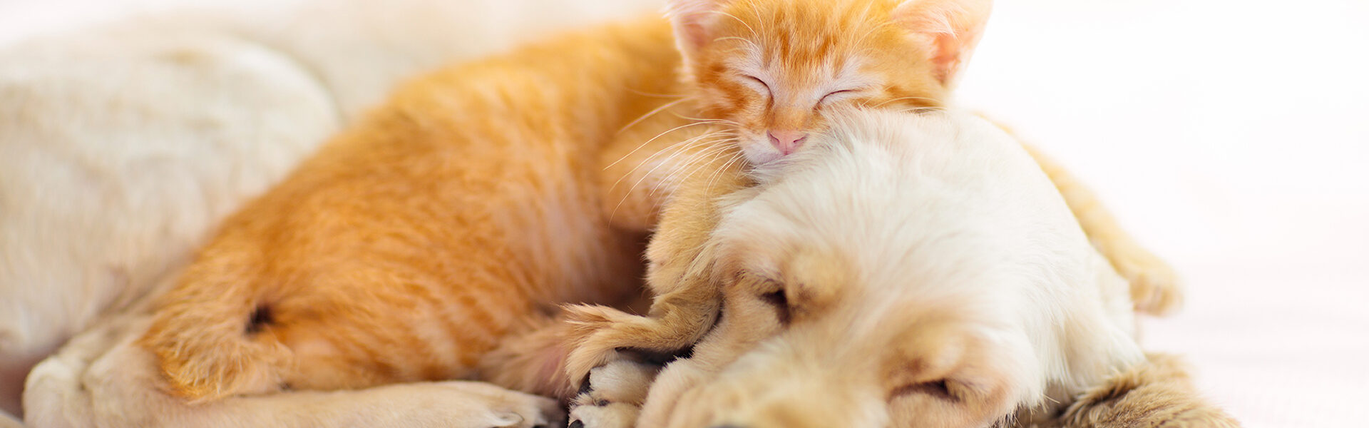 ペットの健康管理