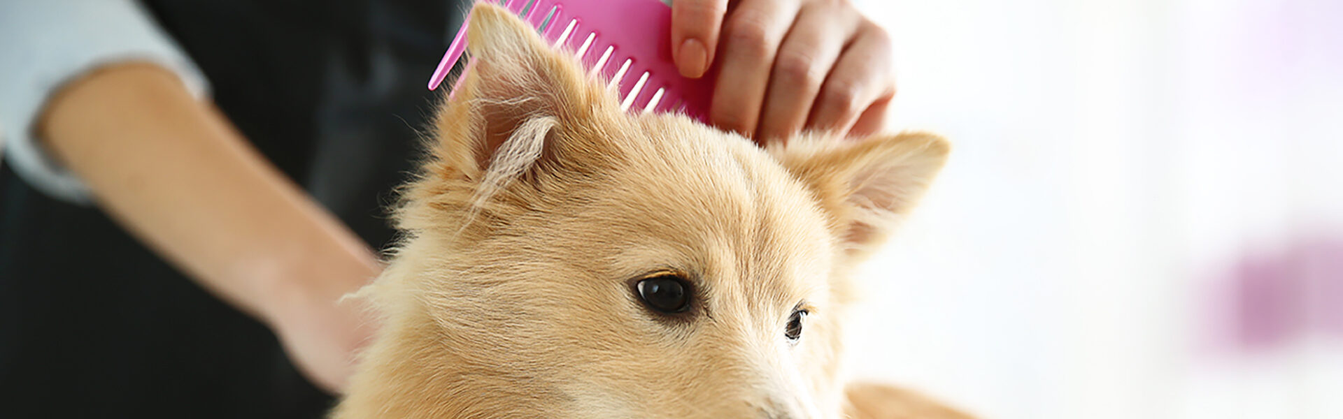 ペットトリミング（犬・猫）