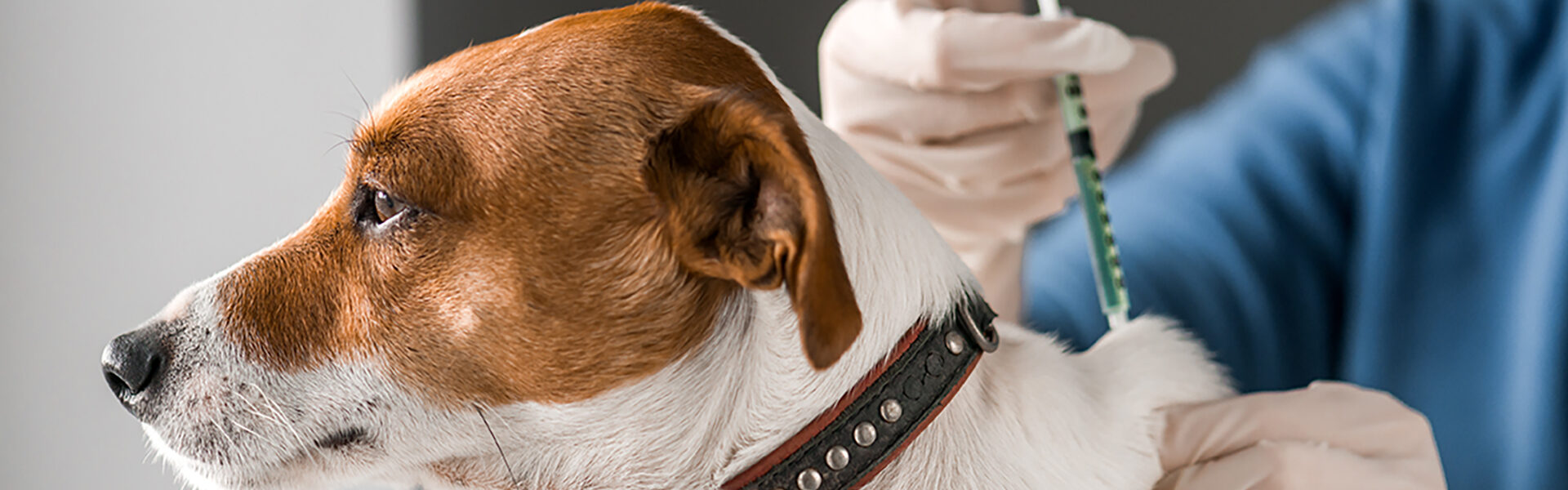 犬の狂犬病ワクチン