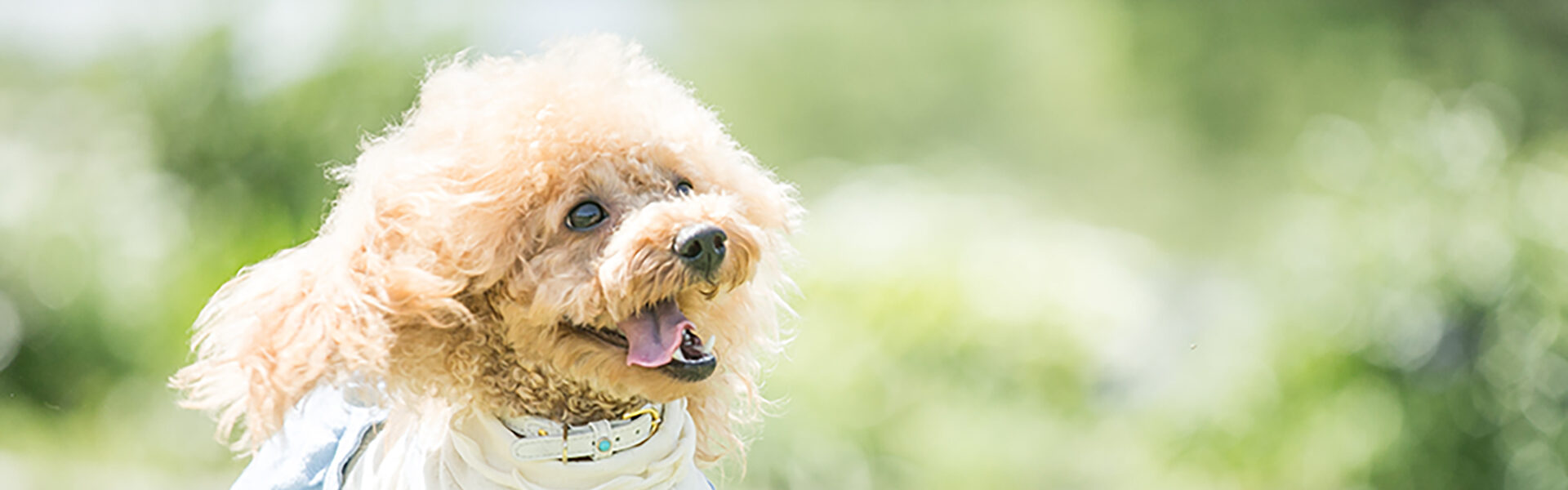 動物病院コラム