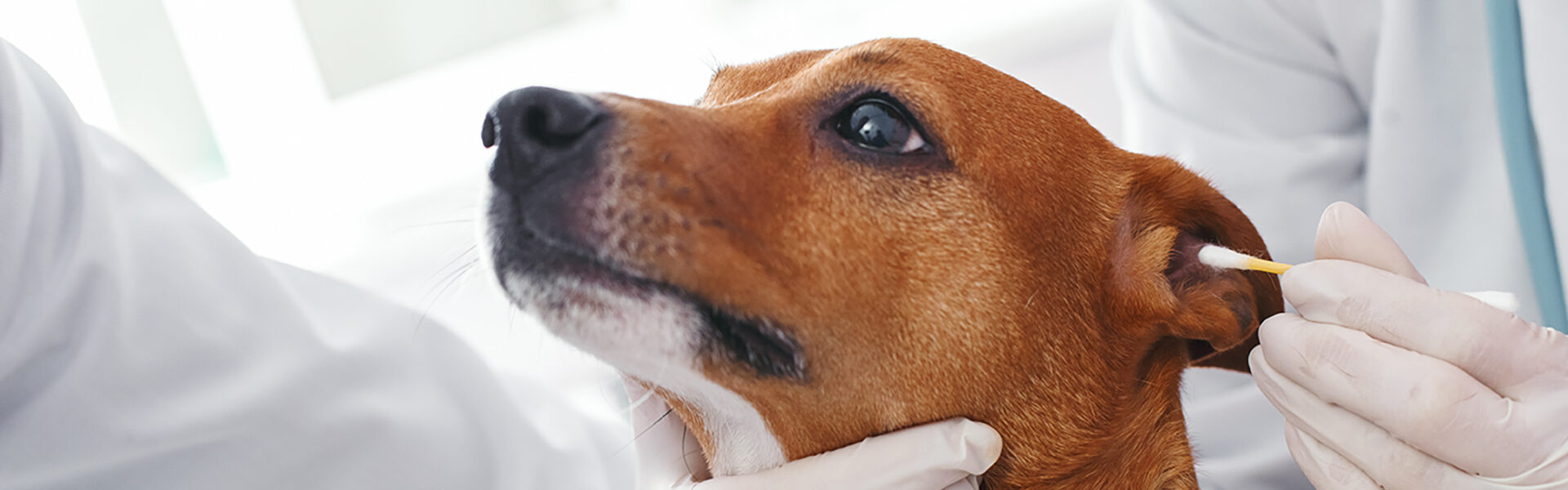 犬・猫の耳のダニ（ミミヒゼンダニ）予防
