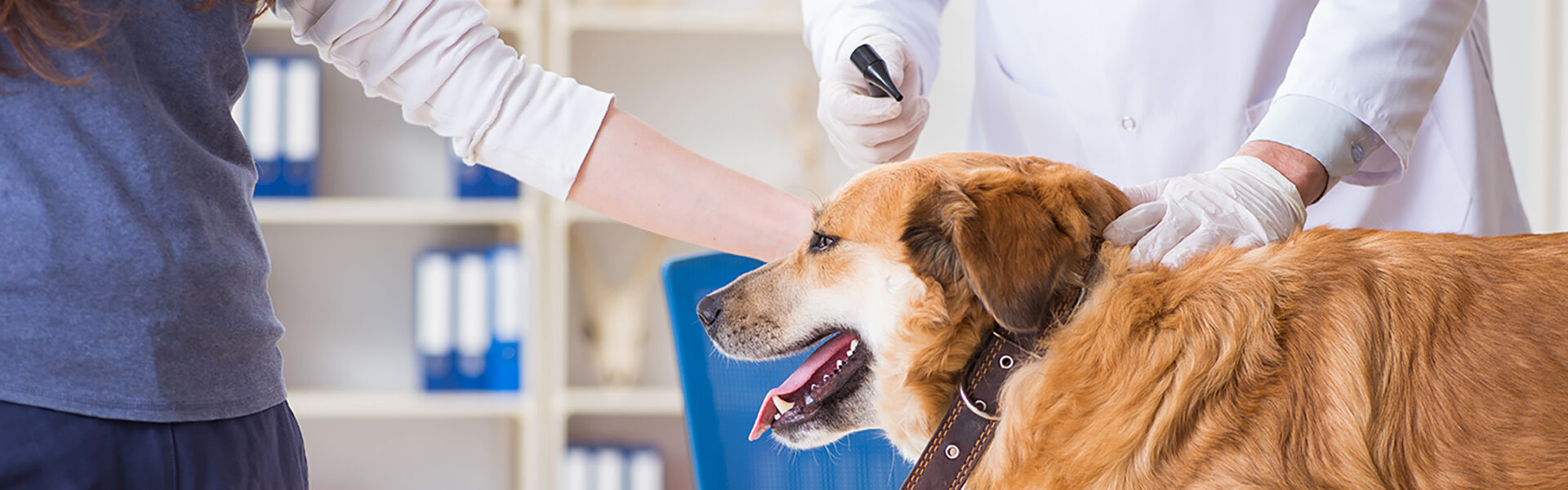 犬・猫のワクチン注射・予防接種・予防薬