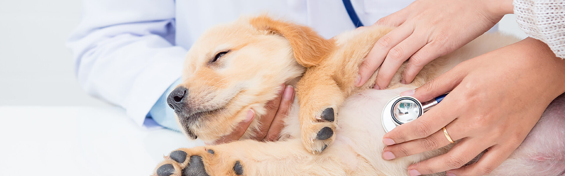 2024年秋 犬・猫の健康診断