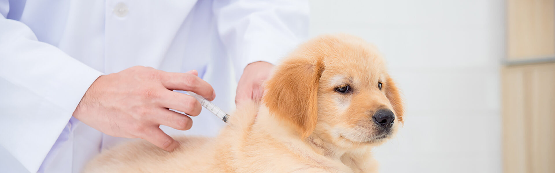 犬の混合ワクチン