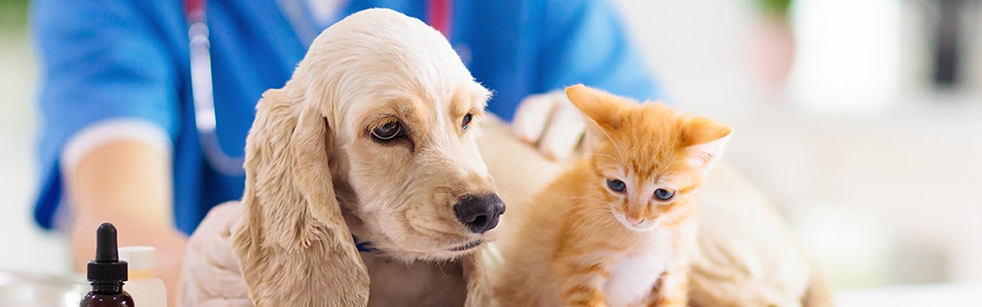 犬・猫の健康診断