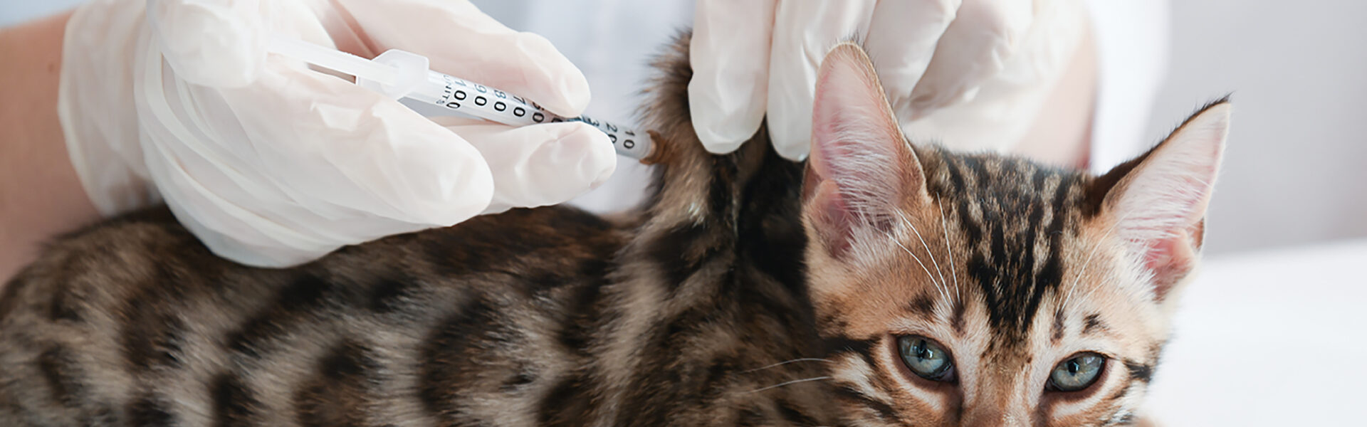 猫の混合ワクチン