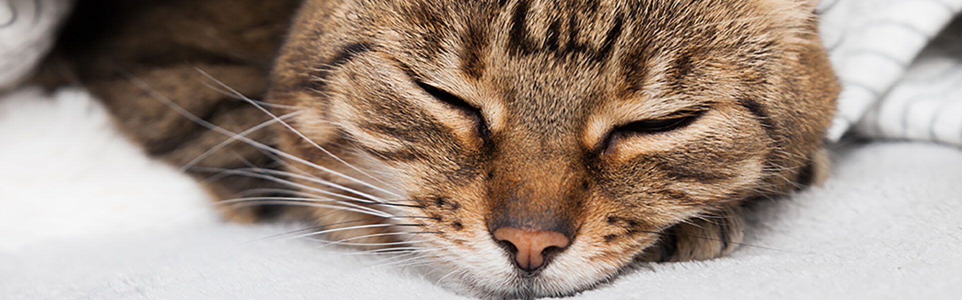 ペットホテル（犬・猫）