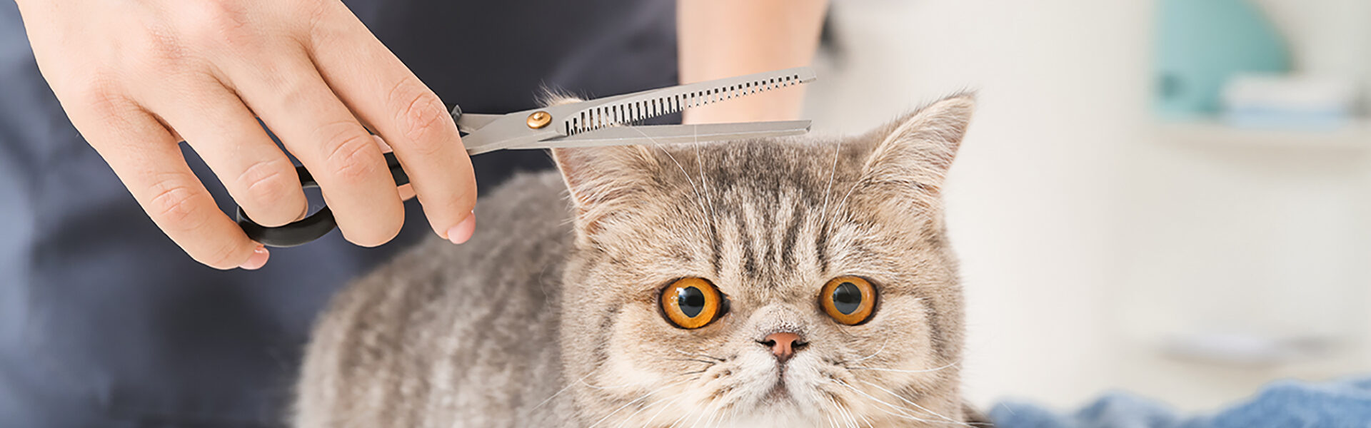 猫のトリミング・カット