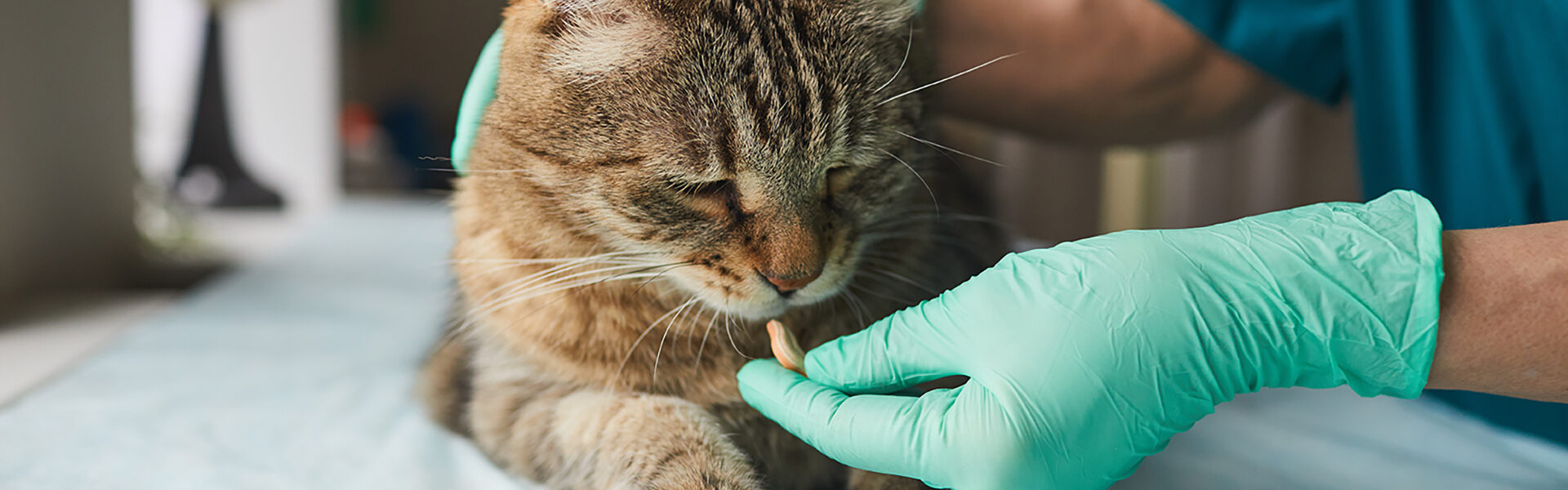 犬・猫の回虫予防