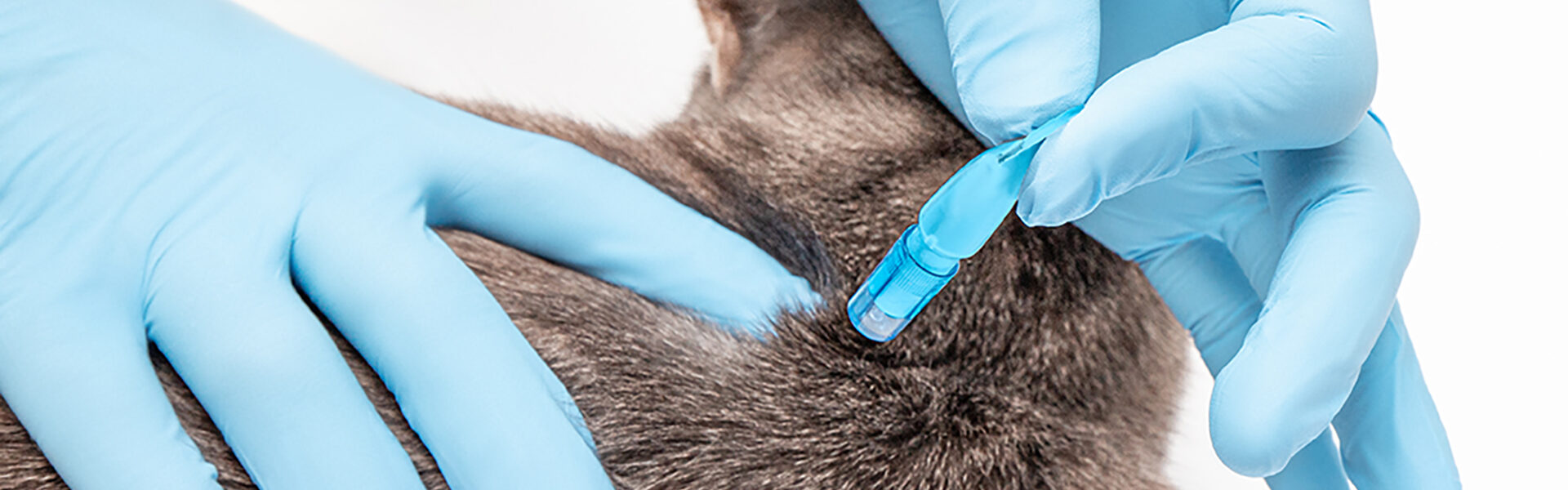猫と犬のフィラリア予防注射