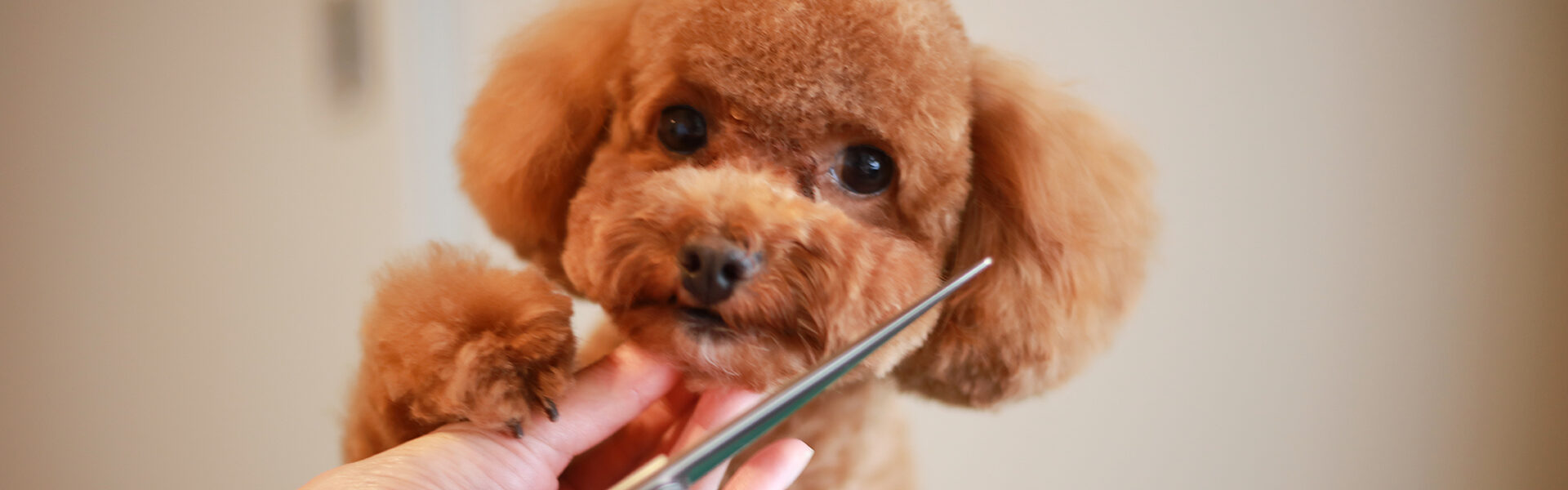 犬のトリミング・カット