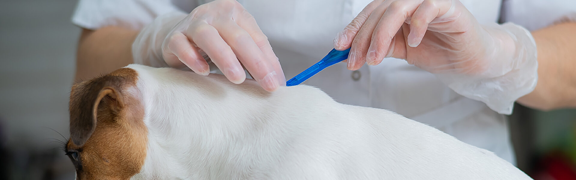 犬と猫のダニ予防・ノミ予防