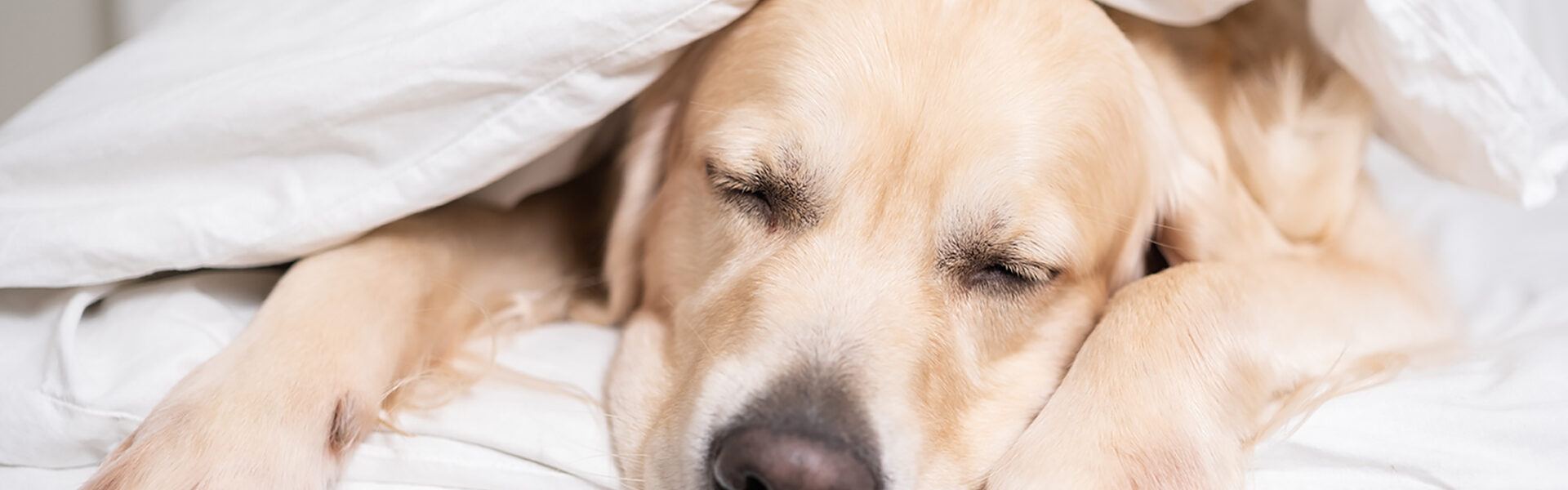 犬のペットホテル