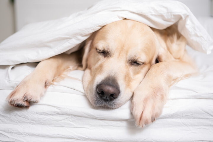 犬のペットホテル | 都島区都島駅・京橋駅近くのブーケ動物病院の画像