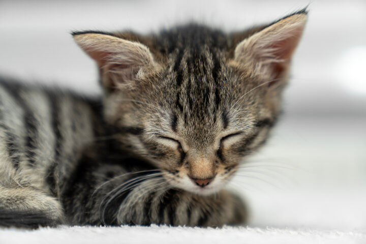 猫のペットホテル | 都島駅・京橋駅近くのブーケ動物病院の画像